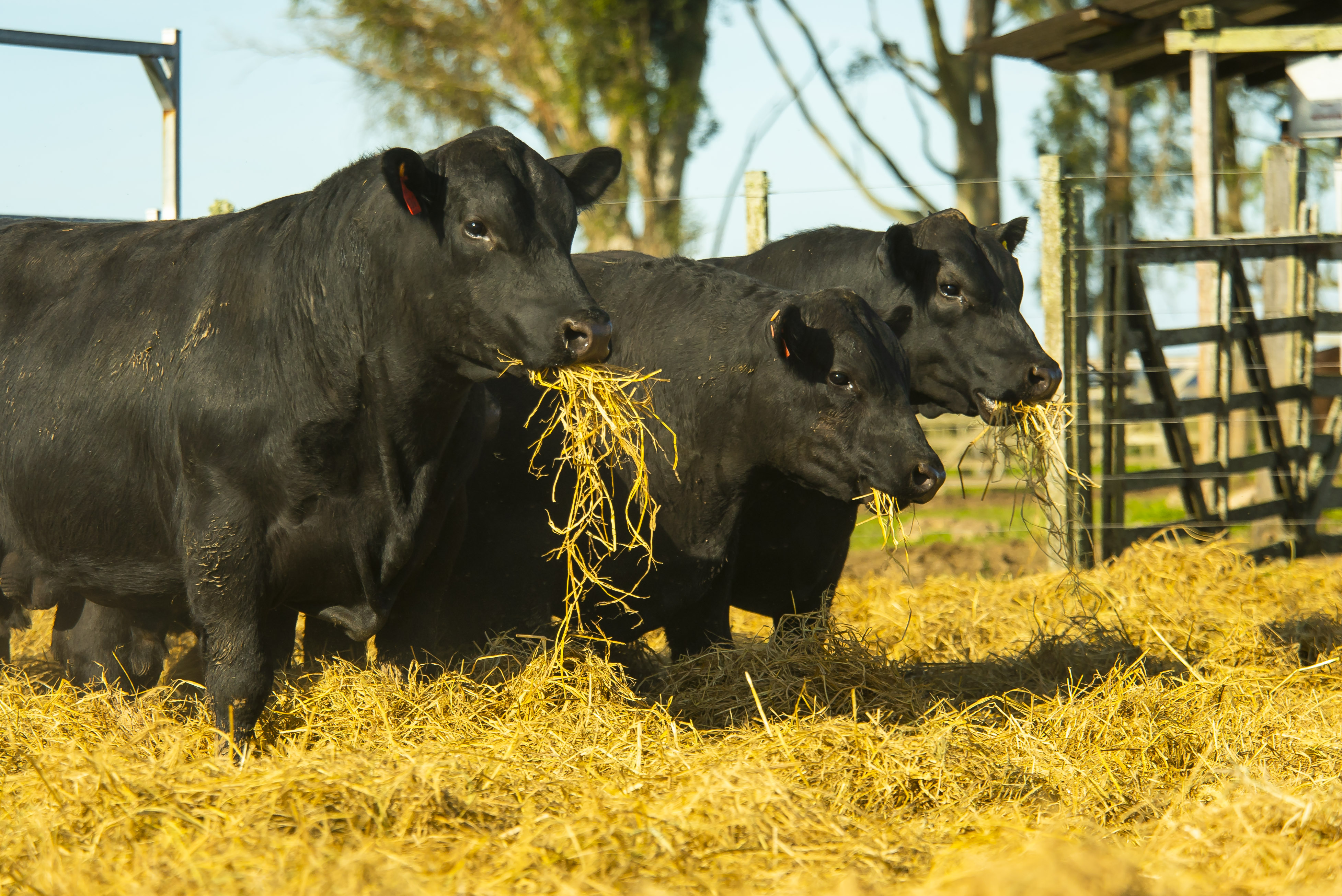 Los campos uruguayos se tiñeron de negro y colorado