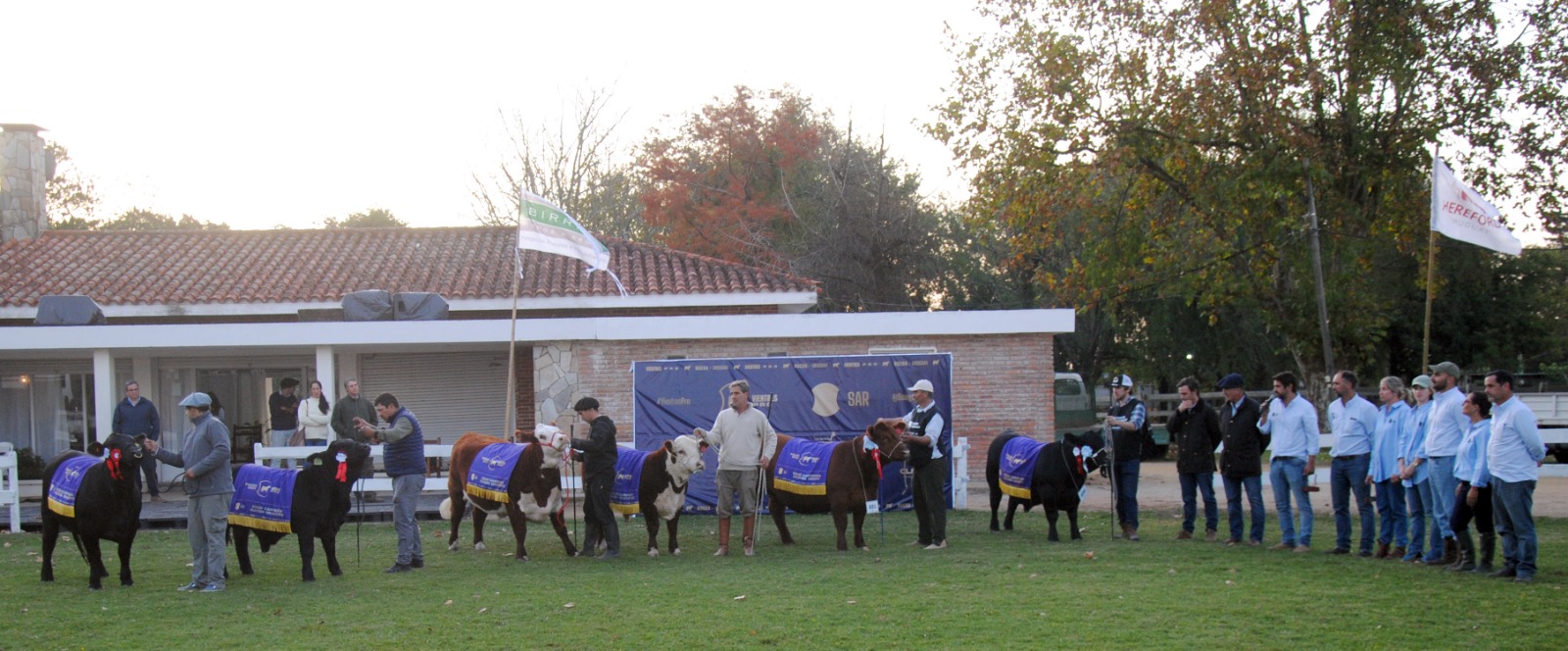 Exitosa Expo vientres en Agropecuaria de Rocha