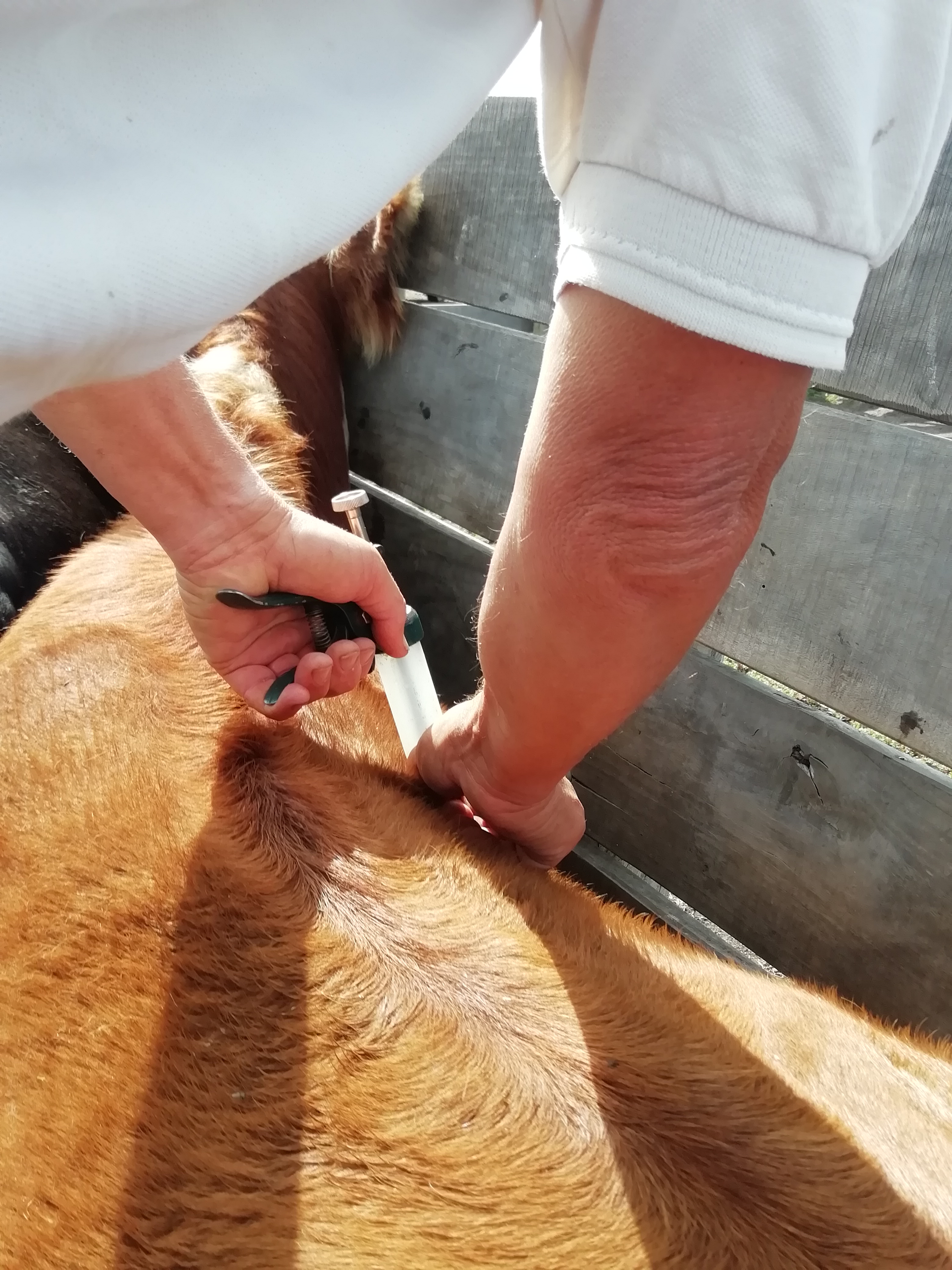 Colegio Veterinario avanza y elabora su Código de Ética