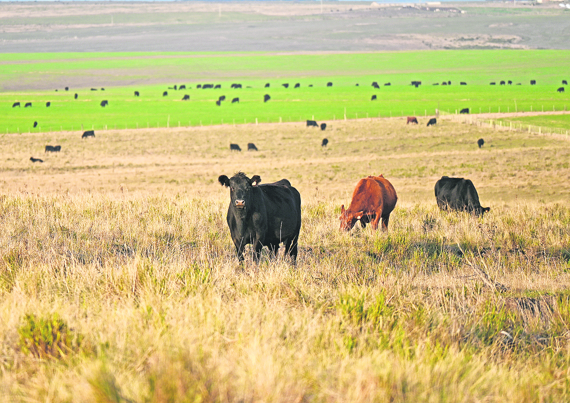 La incertidumbre global le pegó al Novillo Mercosur