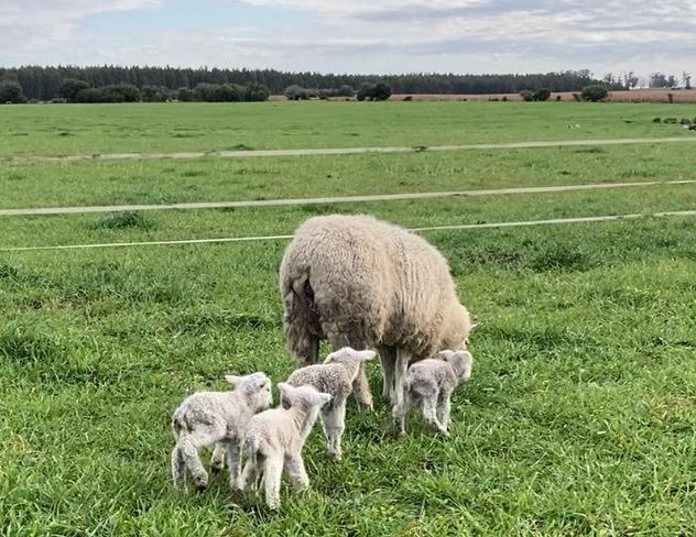 Inscripciones de cordero pesado en Central Lanera avanzan a buen ritmo